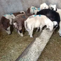 کود گوسفند مجانی ببر