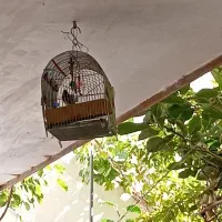 سهره گلبسر