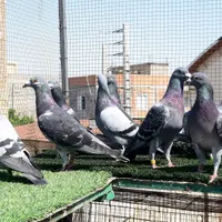 کبوتر پرشی نر عالی