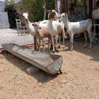 بز و کهر نر