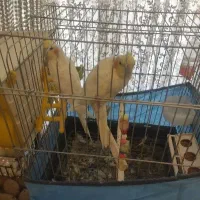 عروس هلندی جفت تخم گذار
