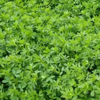یونجه چین دوم