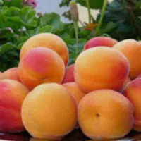زرد الو محلی ترش و شیرین
