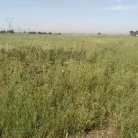 فروش-زمین-کشاورزی-سند-تک-برگ