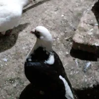 کبوتر