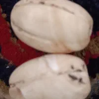 مهره قدیمی اتیلن و باستانی  برد