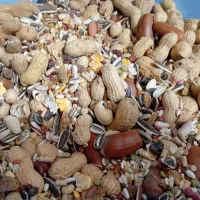 غذای پرنده