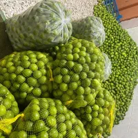 لیمو درشت میناب