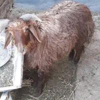 گوشفند نر