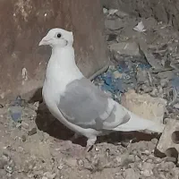 دوکت