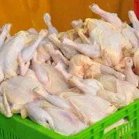 ضایعات / اسکلت مرغ