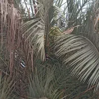 درخت خرما بار هم میده فروشی
