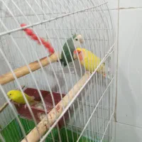 طوطی برزیلی معاوضه