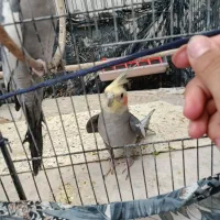 عروس هلندی لوتینو نر و ماده