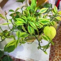 تعویض گل پدیلانتوس