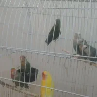 طوطی برزیلی فامنین