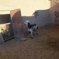 قوچ پلنگی|حیوانات مزرعه|خنداب, |دیوار