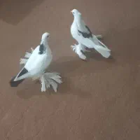 ۱ میلیون دونه ای|پرنده|مرند, |دیوار