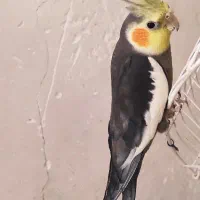 عروس نر