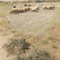 میش