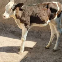 گوساله سیمیتال