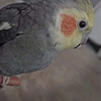 عروس هلندی نر