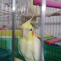 عروس هلندی نر وماده