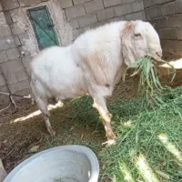 نریگ