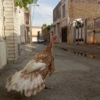 بوقلمون