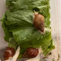 حلزون البینو