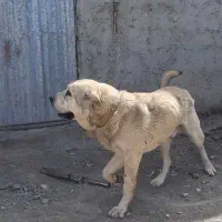 سگ پژدر