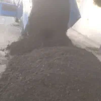 کودگاوی کوسفندی