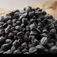 نخودسیاه امسال تمیز
