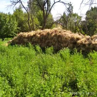 یونجه . بیده