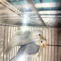 یک جفت عروس کوتوله بسیار زیبا و جوان معاوضه  طرقبه