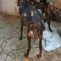 بز اصل پاکستانی ..معاوضه با بره نر ۴۰ کیلو