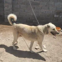 سگ سراب