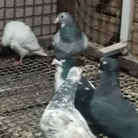 پرنده