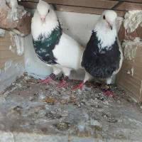 کفتر پرشی به شرط