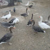 ۵ عددغز جوان نژاد خوب