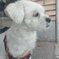 سگ نژاد دار کاملا آرام (شناسنامه)