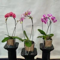 گل ارکیده طبیعی (گیاهان آپارتمانی)