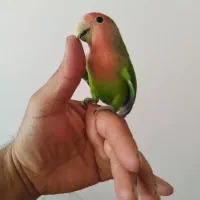 طوطی برزیلی معاوضه