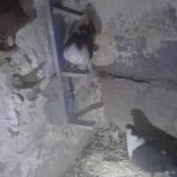 ۱۱تا نر