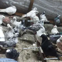 40تا کبوتر با هم