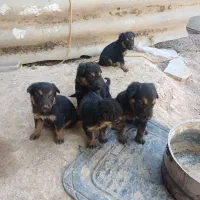 توله سگ ژرمن اصیل واکسن خورد با شناسنامه
