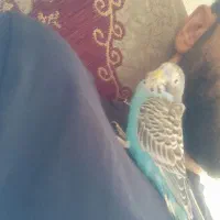 مرغ عشق و عروس هلندی.