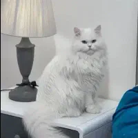 فروش گربه پرشین نر اصیل