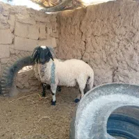 بره شیر نر