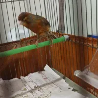قناری نر